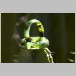 Chloromelanit.jpg
